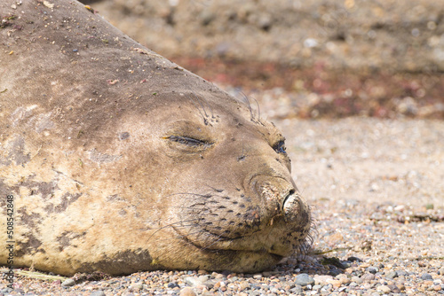 Elephant seal on beach close up, Patagonia, Argentina