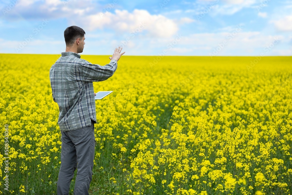 Farmer business man in colza rapeseed field, with digital tablet computer. Agricultural concept. Harvest in field in summer.