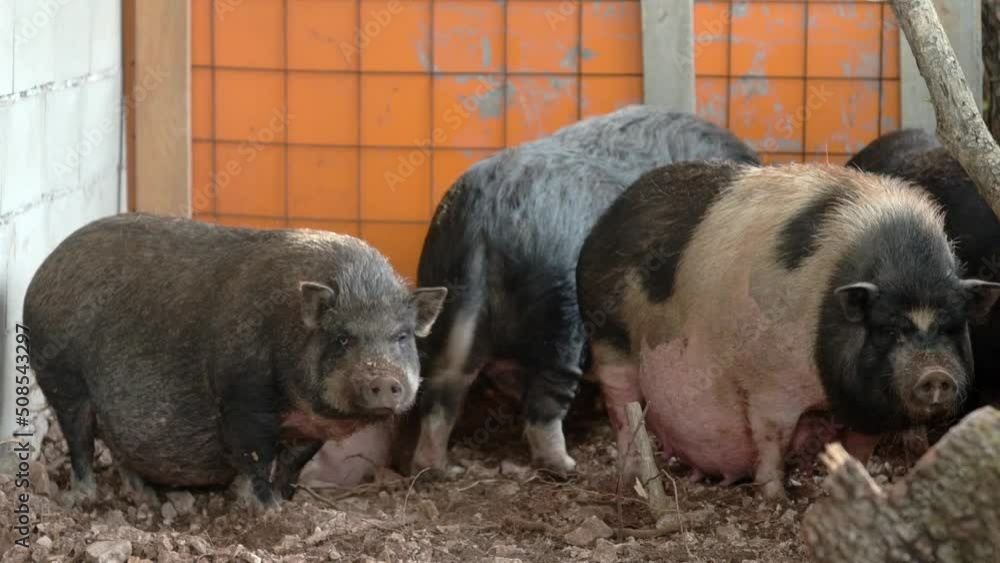 A large pigs sow breed of lop-bellied in a pigsty on a small farm. Growing livestock is a traditional direction of agriculture. Animal husbandry A large pigs sow breed of lop-bellied in a pigsty on a small farm. Growing livestock is a traditional direction of agriculture. Animal husbandry