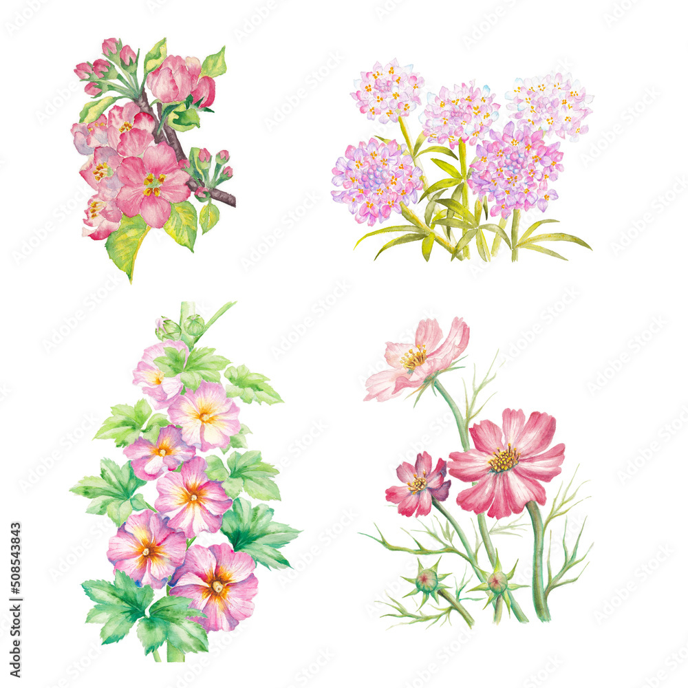 set of hand painted watercolor illustration of pink flowers, isolated on white background