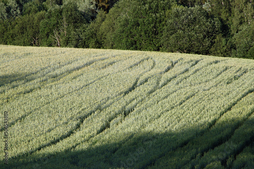 Field of Grain, Norway