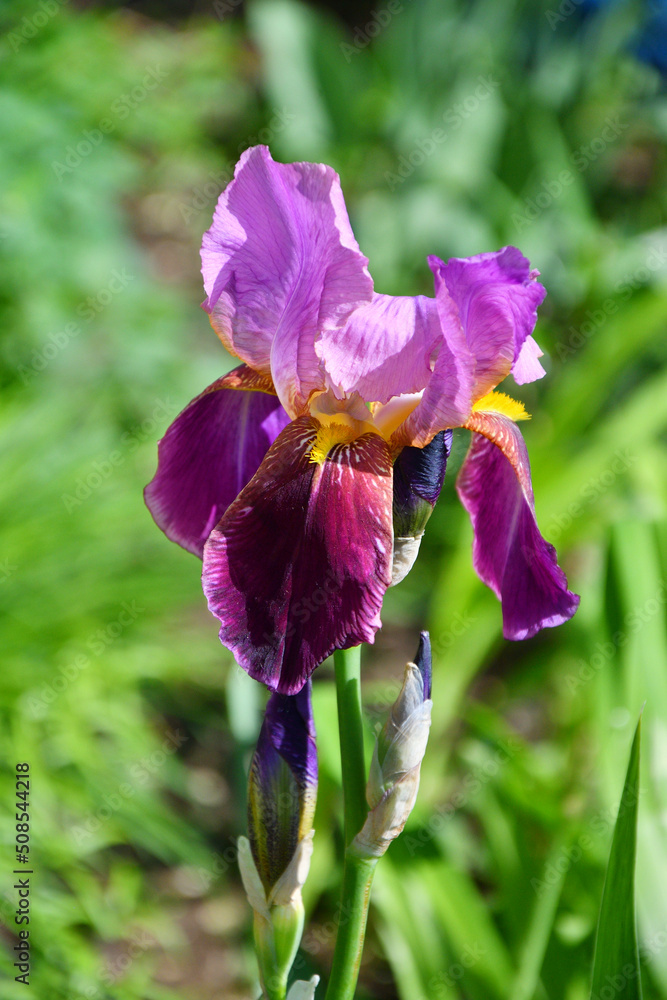 Flower purple bearded iris or Iris Germanica (Latin Iris germanica) in the summer garden 
