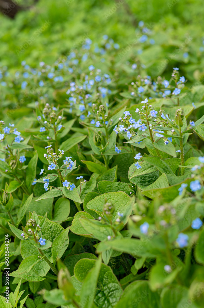 Brunnera sibirica blue flowers spring background. Photo. Brunnera sibirica blue flowers spring background. Photo.