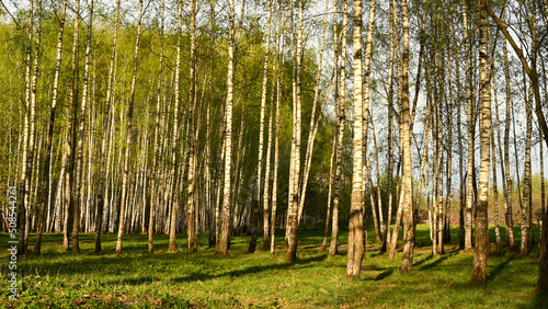 Dry oak branch and green birch branch in spring, panorama. Concept. photo © Tatiana_K