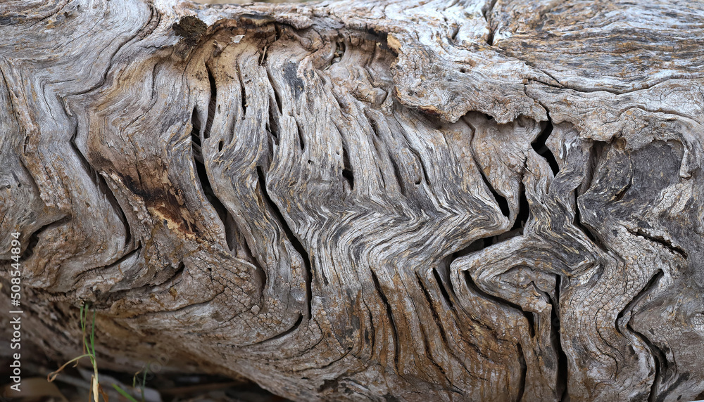 Background of the old wood texture close-up view