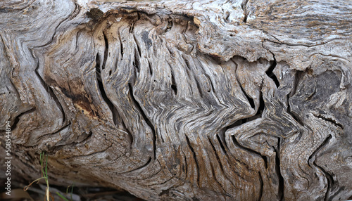 Background of the old wood texture close-up view
