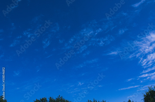 sky and trees