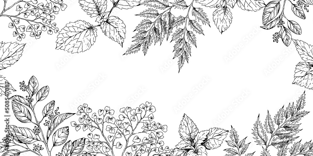 botanical decorative frame border with hand drawn illustration of herbs, isolated on white background