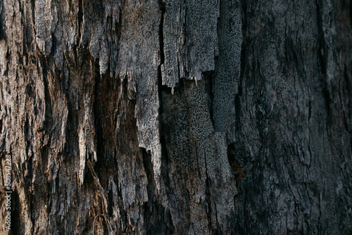 bark background in the forest at sunrise