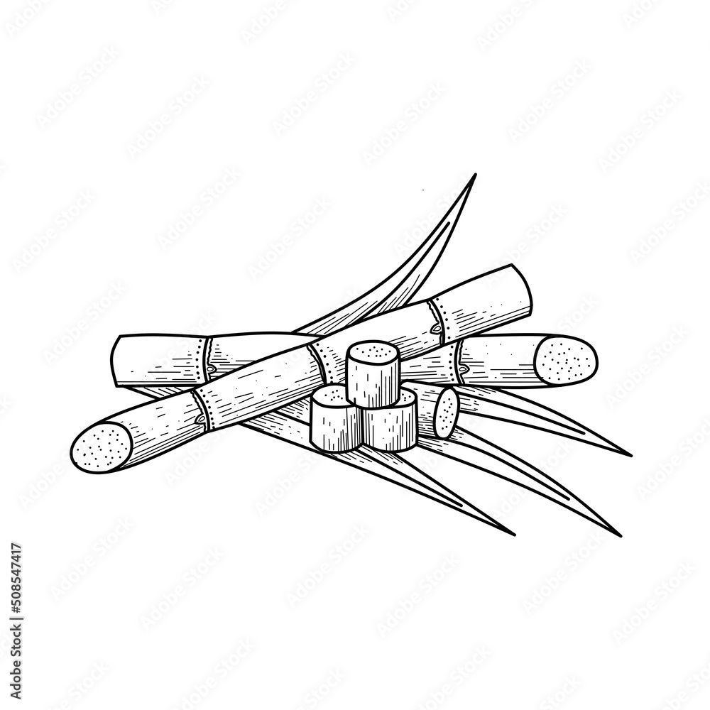 Sketch Of Sugarcane With Stems And Leaves Isolated On A White