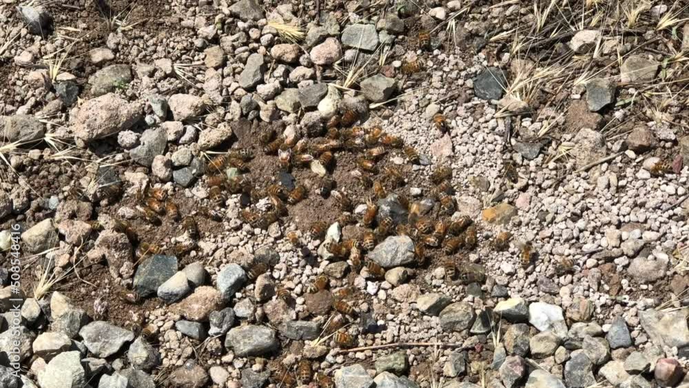 4K HD video zooming in on dozens of Honey bees apparently digging in dirt under gravel walkway
4K HD video zooming in on dozens of Honey bees apparently digging in dirt under gravel walkway