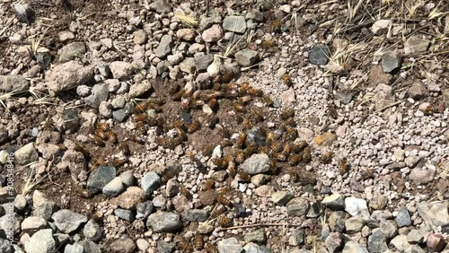 4K HD video zooming in on dozens of Honey bees apparently digging in dirt under gravel walkway
 photo