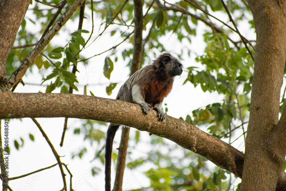 family of titis monkeys playing in the trees family of titis monkeys playing in the trees