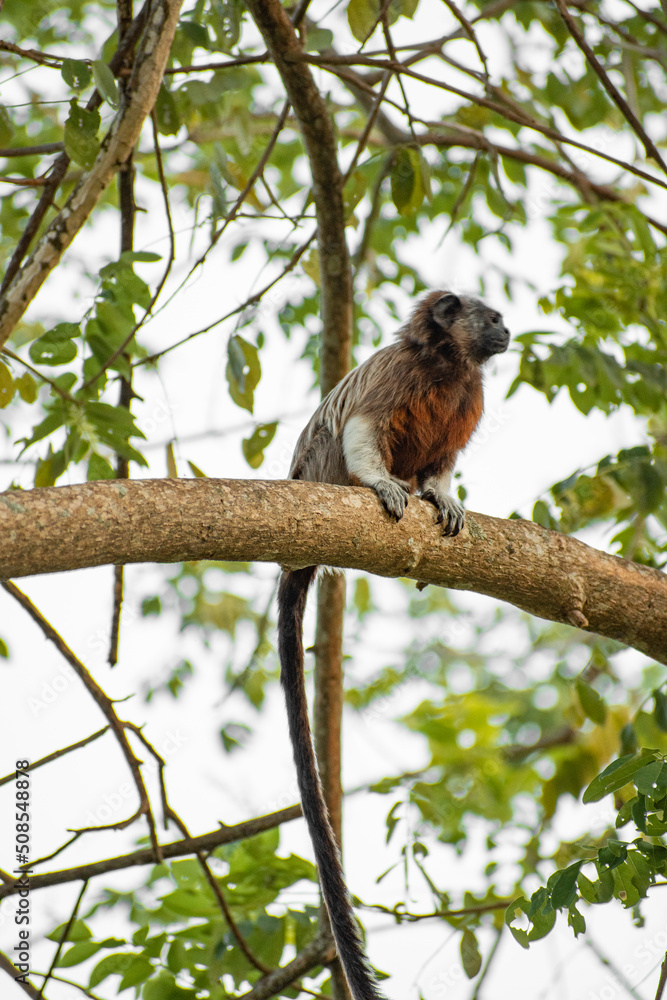 family of titis monkeys playing in the trees