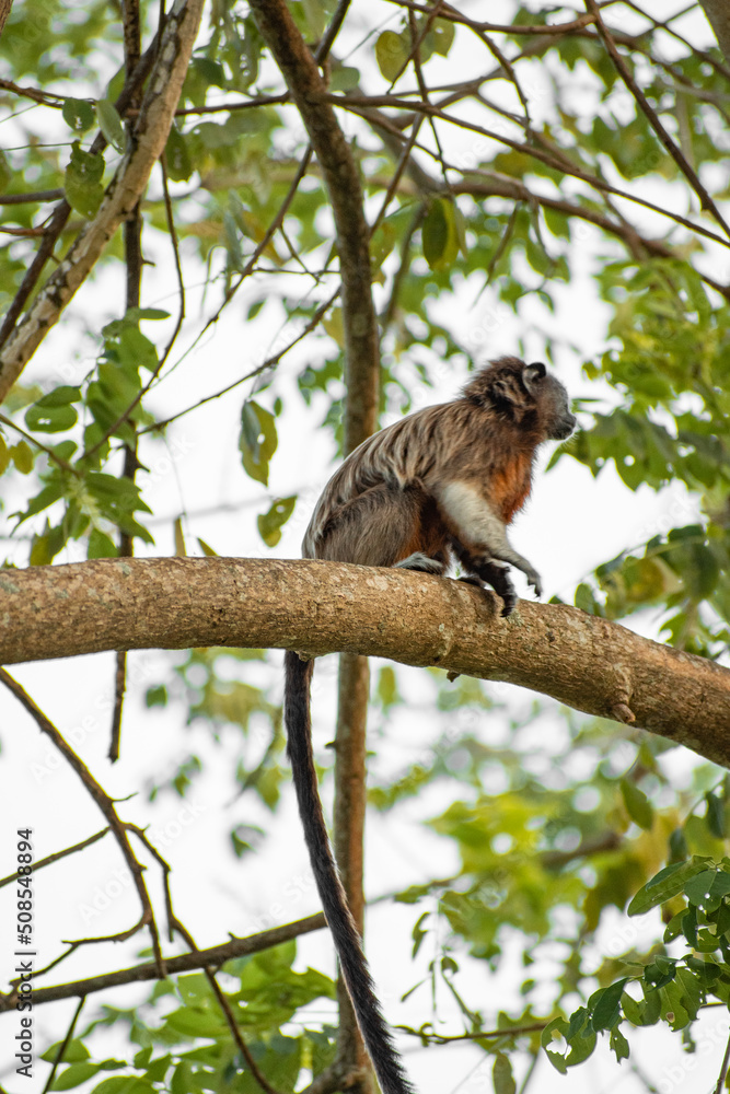 family of titis monkeys playing in the trees family of titis monkeys playing in the trees