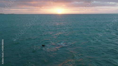 Aerial shot of big animal surfacing in waves in evening sea. Whale waving with fin against sunset sky.