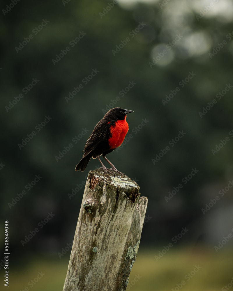 black bird with red posing in the middle of the field black bird with red posing in the middle of the field