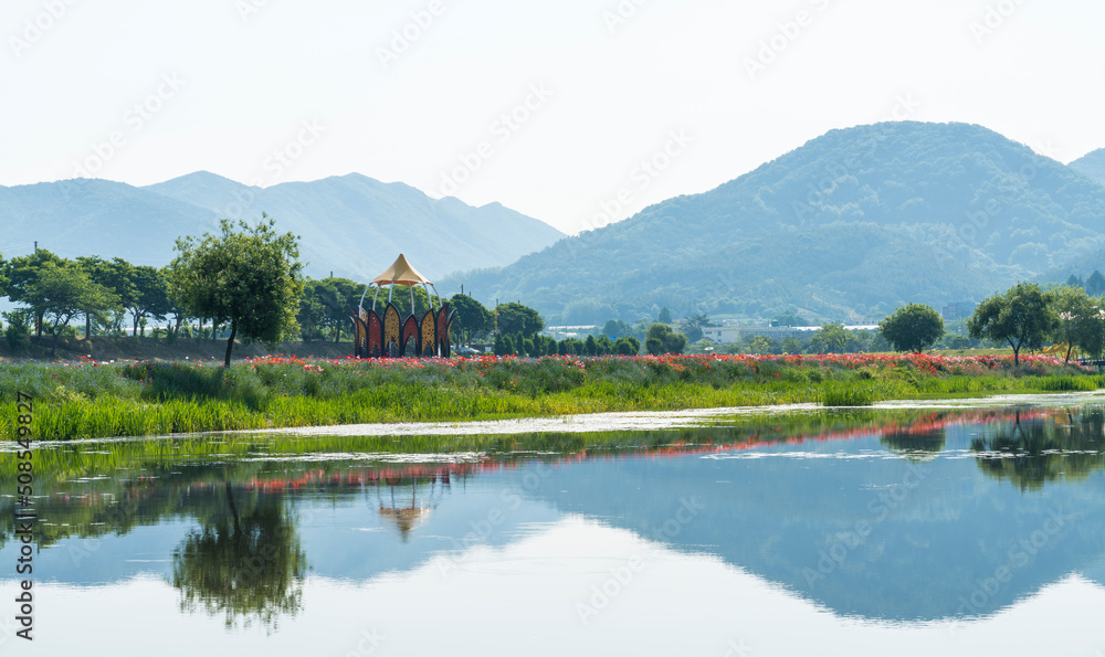 장성 황룡강 강변 노랑꽃 축제장의 아름다운 꽃밭