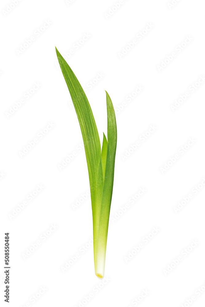 Several leaves of green grass isolated on a white background. Several leaves of green grass isolated on a white background.