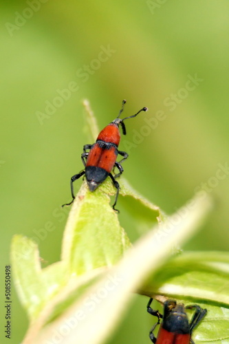 Orange and black weevil on a leaf in the Intag Valley outside of Apuela, Ecuador