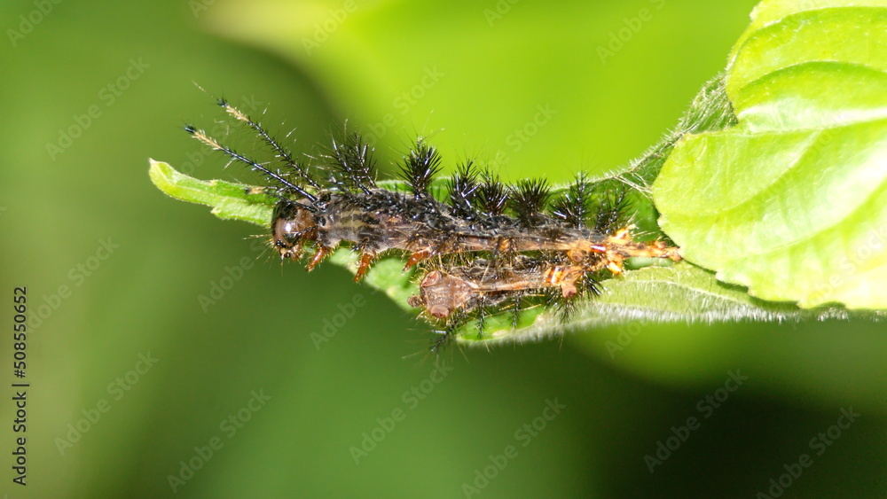 Spiny caterpillar on a leaf in the Intag Valley outside of Apuela, Ecuador