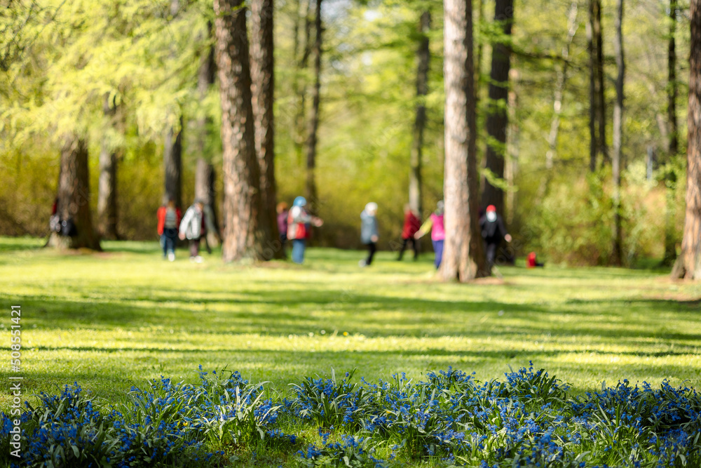 Panorama of beautiful trees at forest in sunrays at sunrise. Beautiful spring landscape in forest with first early flowers in spring. Selective focus. Nature backdrop with plant. High quality photo Panorama of beautiful trees at forest in sunrays at sunrise. Beautiful spring landscape in forest with first early flowers in spring. Selective focus. Nature backdrop with plant. High quality photo