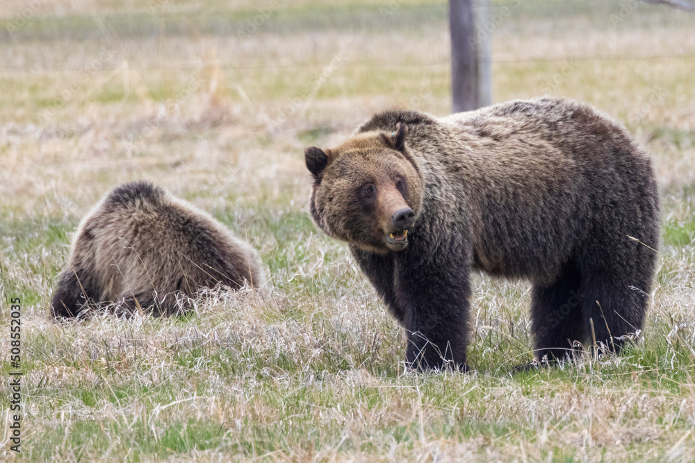 A wild grizzly bear known as 'Felicia' foraging for food in a field with her two cubs in the Greater Yellowstone Ecosystem.