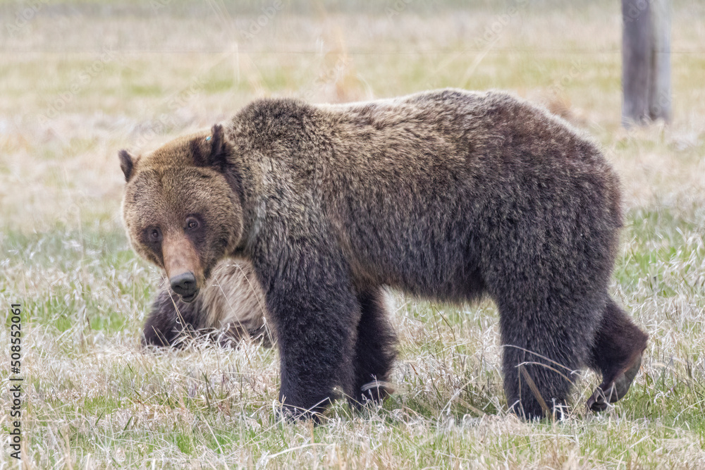 A wild grizzly bear known as 'Felicia' foraging for food in a field with her two cubs in the Greater Yellowstone Ecosystem.