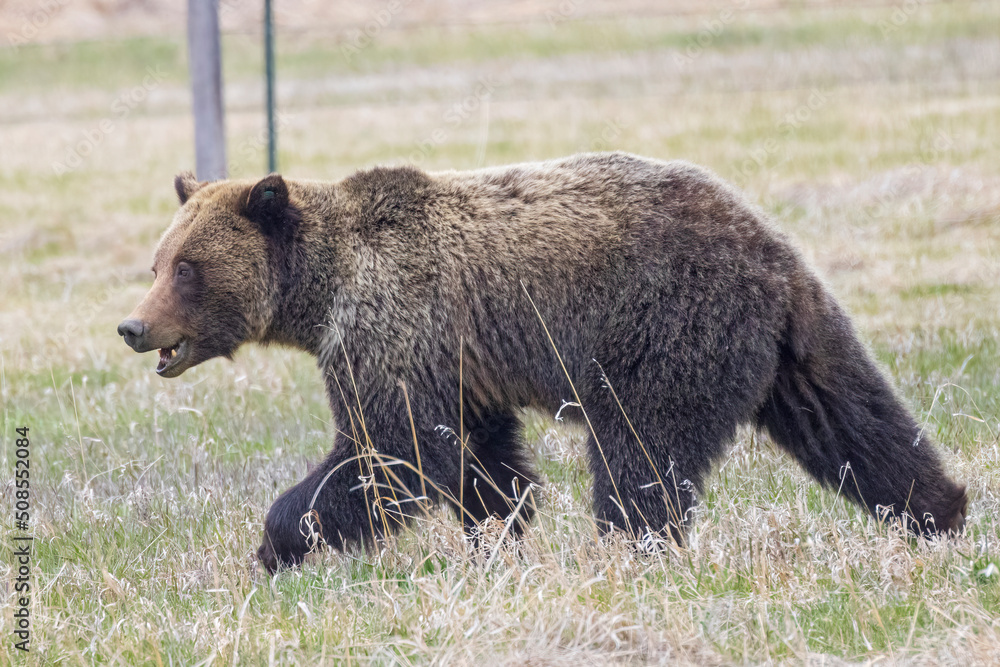 A wild grizzly bear known as 'Felicia' foraging for food in a field with her two cubs in the Greater Yellowstone Ecosystem.