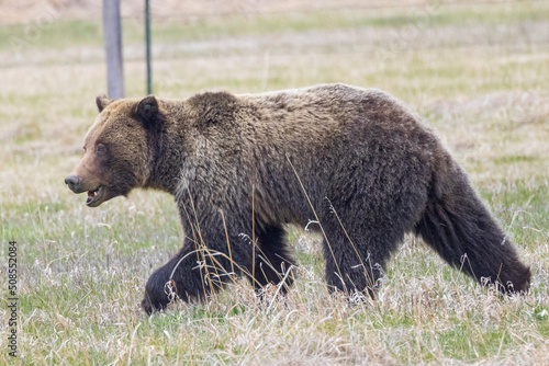 A wild grizzly bear known as  Felicia  foraging for food in a field with her two cubs in the Greater Yellowstone Ecosystem.