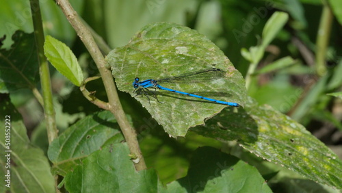 Blue damselfly on a leaf in the Intag Valley outside of Apuela, Ecuador photo