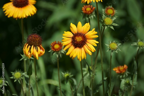 yellow flowers in the garden