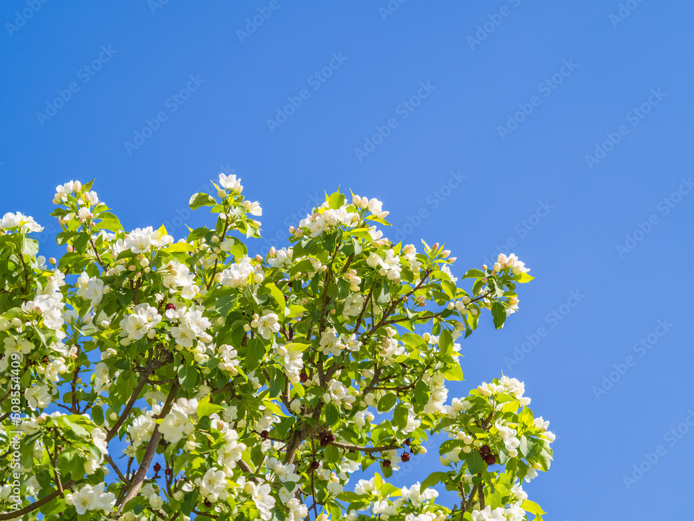 Apple tree branches with white flowers on a background of blue clear sky. Apple tree branches with white flowers on a background of blue clear sky.