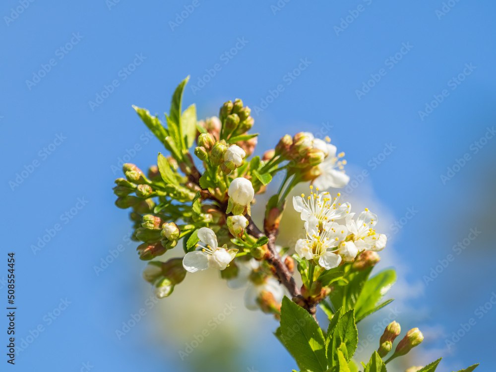 Apple tree branches with white flowers on a background of blue clear sky. Apple tree branches with white flowers on a background of blue clear sky.
