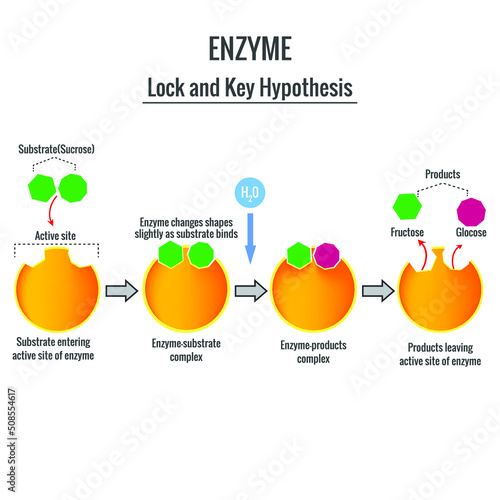 The Lock and Key Mechanism of enzyme action on substrate