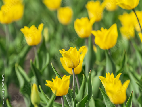 Colorful yellow tulips blossom in spring garden