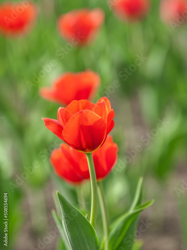 Colorful red tulips blossom in spring garden © Dmitrii Potashkin