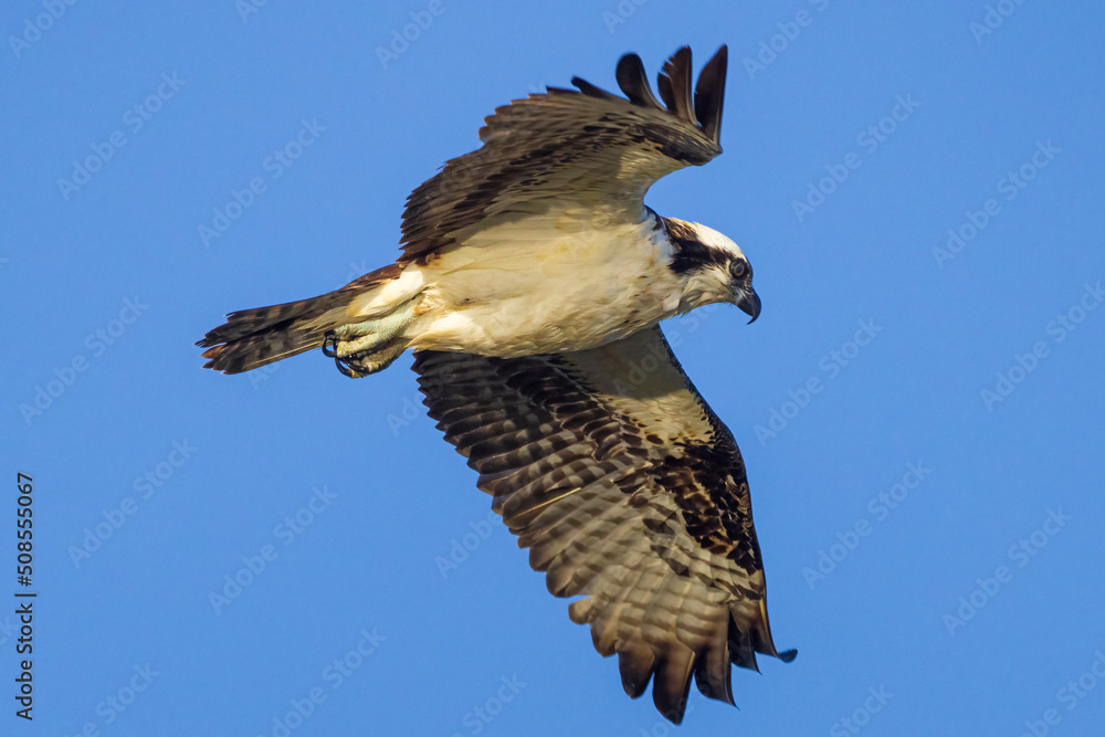 Fototapeta premium A wild osprey hunting for fish in the morning in Longmont, Colorado.