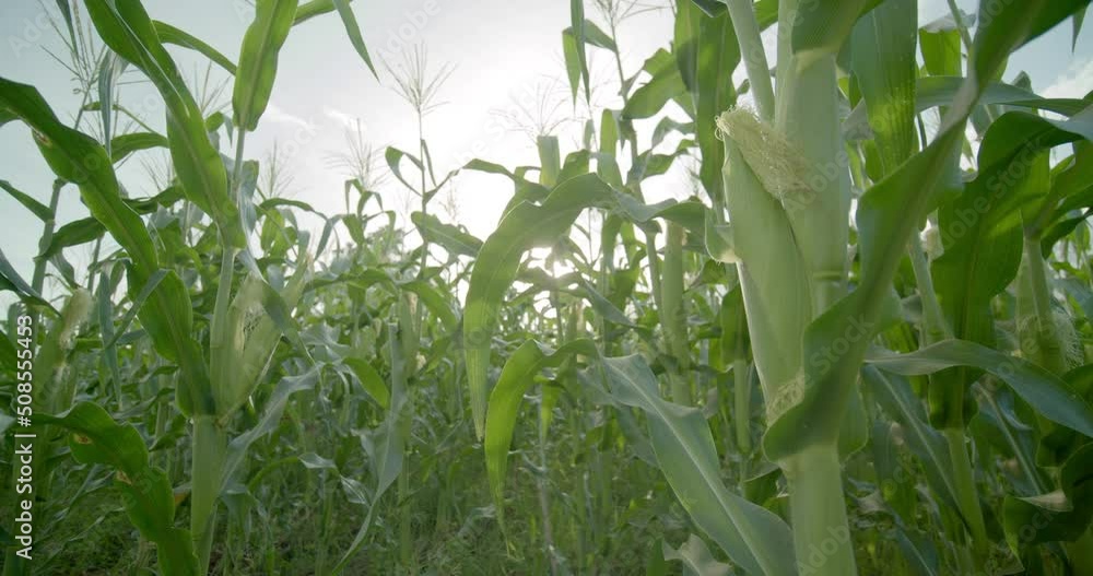 The cornfield where flowers and pods are blooming as the sun's flare shines through beautifully. The cornfield where flowers and pods are blooming as the sun's flare shines through beautifully.