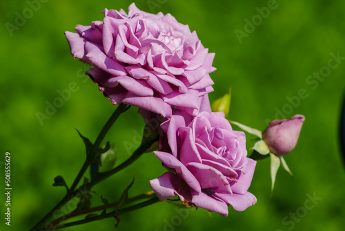 violet rose bush