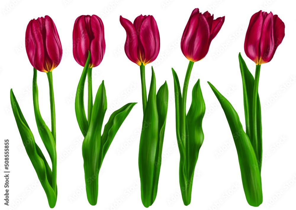 drawing flowers of red tulip with green leaves isolated at white background , hand drawn botanical illustration drawing flowers of red tulip with green leaves isolated at white background , hand drawn botanical illustration