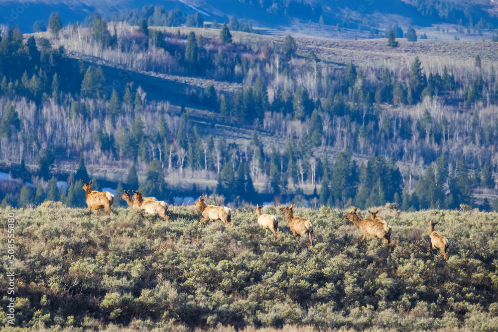A herd of elk in a field in Grand Teton National Park (Wyoming).