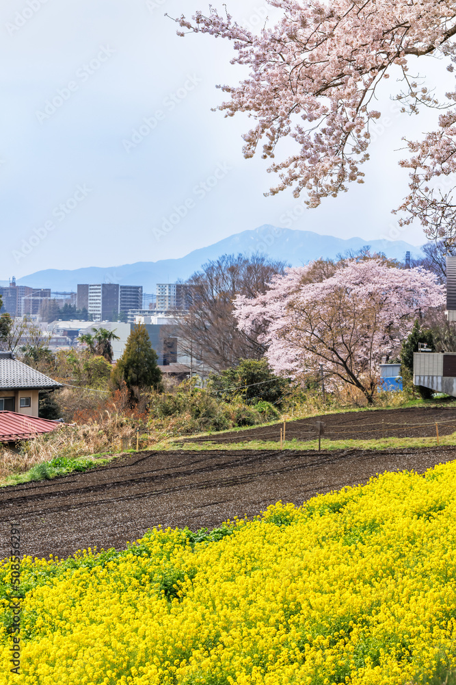 Fototapeta premium 満開の桜と菜の花