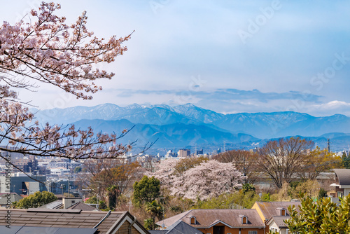 ピンク色が綺麗な満開の桜の花