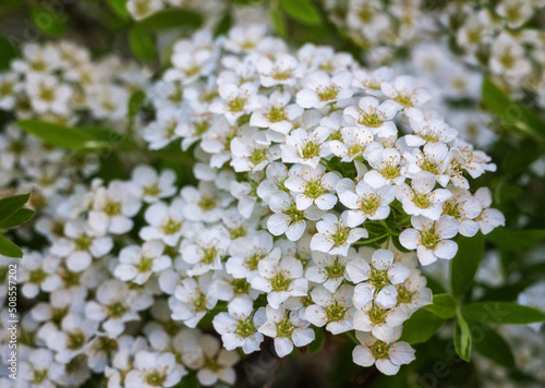 Sprigs of white Japanese spirea close-up in spring. selective focus.