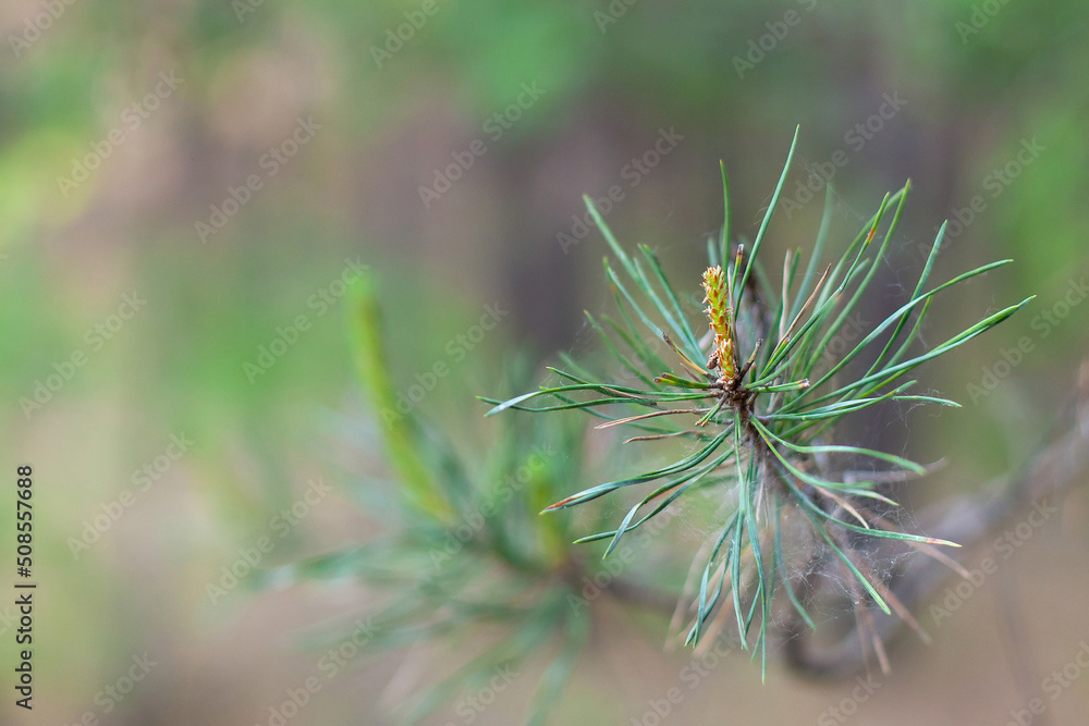Spider Web, pine branch with needles Selective focus, close up Spider Web, pine branch with needles Selective focus, close up