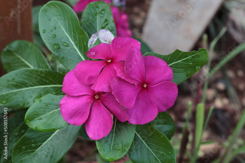 flower in the garden