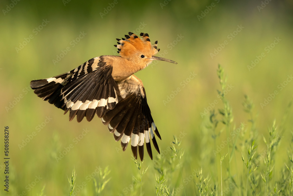 Fototapeta premium Eurasian hoopoe bird close up ( Upupa epops )