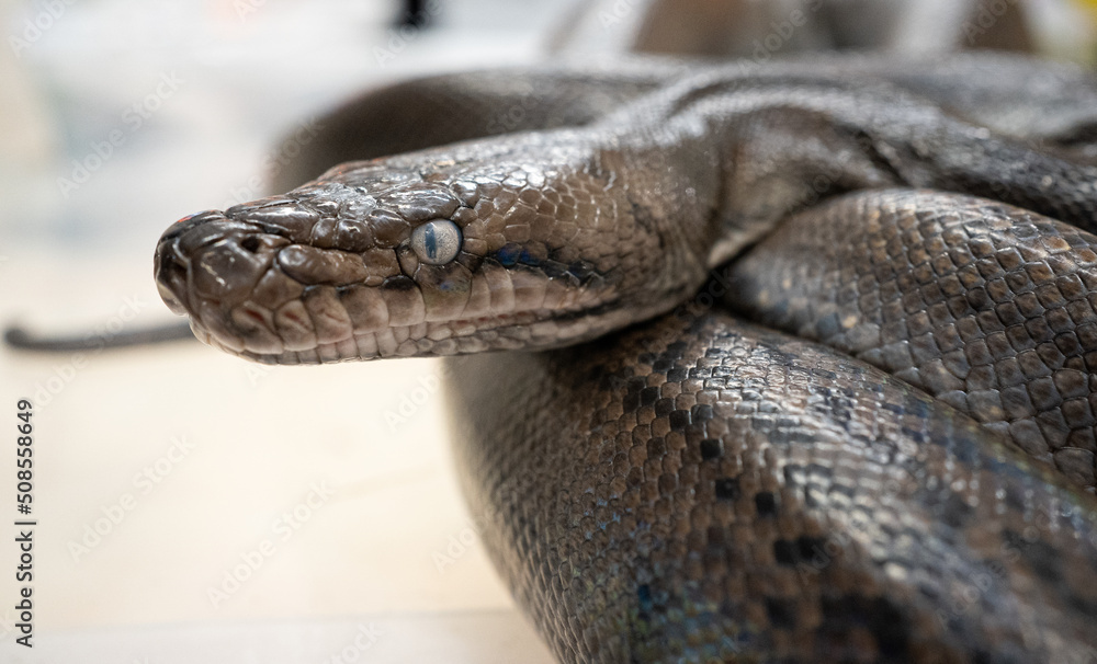 Fototapeta premium Royal Python, or Ball Python (Python regius) in side view. Isolated on white background