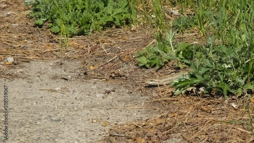 Wallpaper Mural Closeup of viper snake crawling on the ground, common European adder (vipera berus) slithering with forked tongue. Wildlife and animals concept Torontodigital.ca